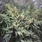 Gorilla & Northern Lights