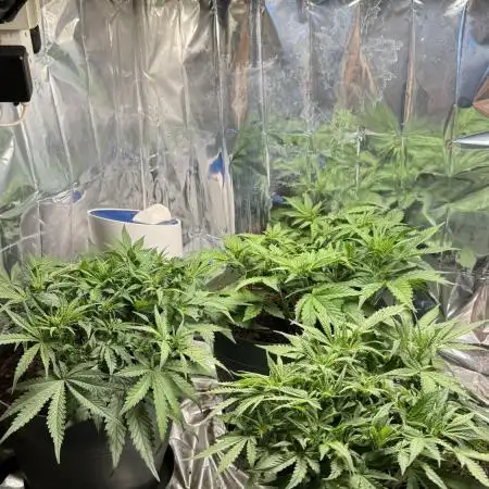 Gorilla & Northern Lights