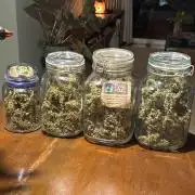 Gorilla & Northern Lights