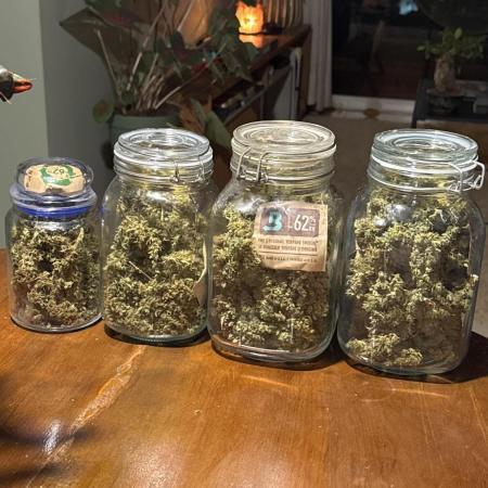 Gorilla & Northern Lights