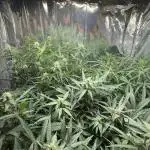 Gorilla & Northern Lights