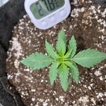 2nd Grow EVER! Gorilla Punch&Royal Dwarf