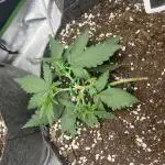 2nd Grow EVER! Gorilla Punch&Royal Dwarf