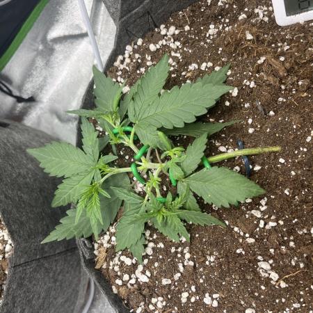 2nd Grow EVER! Gorilla Punch&Royal Dwarf