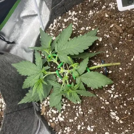 2nd Grow EVER! Gorilla Punch&Royal Dwarf