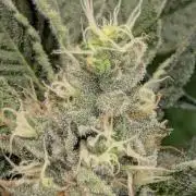 Bubblegum Gelato - Barney's Farm
