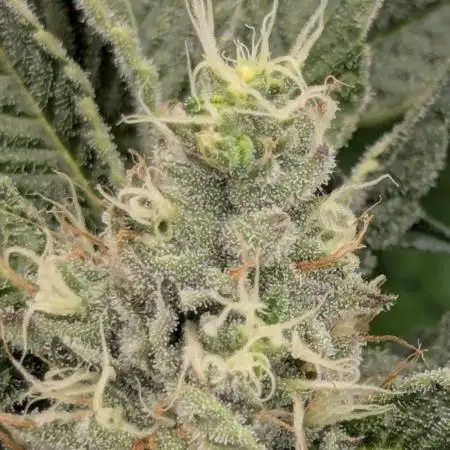 Bubblegum Gelato - Barney's Farm
