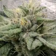 Gary Patron - Nine Weeks Harvest