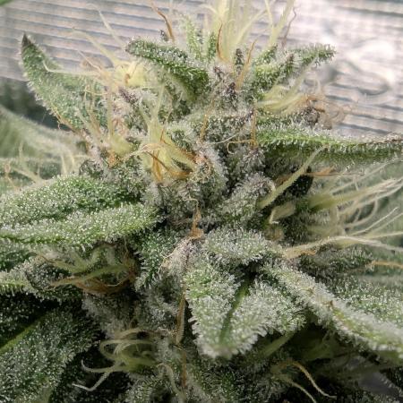 Gary Patron - Nine Weeks Harvest