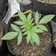 Shake Back - Compound Genetics