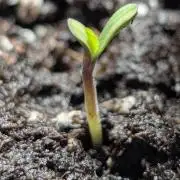 British Delight - Wizard Trees