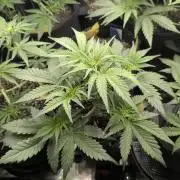 Papaya Zoap Auto - G2