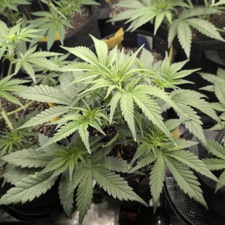 Papaya Zoap Auto - G2