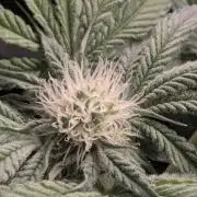 Wild Burst - Seed Junky