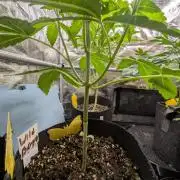 Wild Burst - Seed Junky