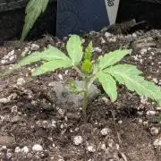 RS11 x Banana OG - G2