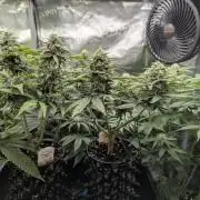 Micro Grow Q126