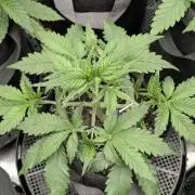 Papaya Zoap Auto - G2