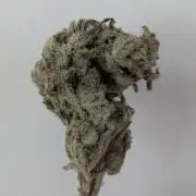 Kush Mass Auto - Garden of Green