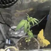 Strawberry Gorilla Auto - FastBuds