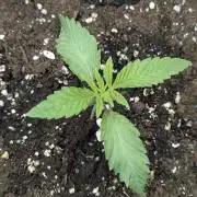 Wizard Fuel - Wizard Trees