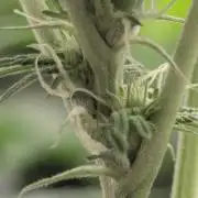 Zorroz v2 - Nine Weeks Harvest