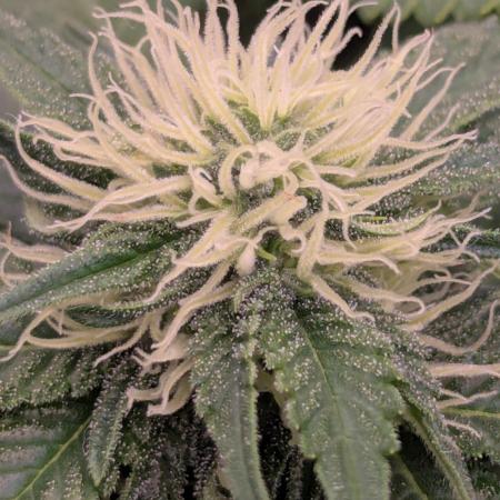 Girl Scout Cookies - Kannabia
