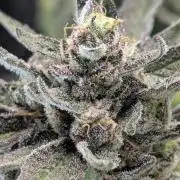 Monaco - Nine Weeks Harvest