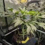 Zkittlez - Growers Choice