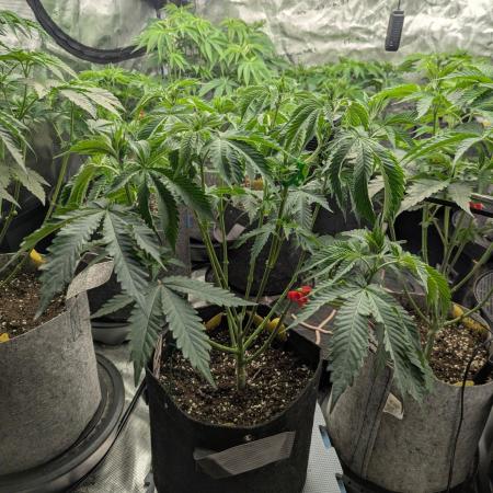 Black Beretta - Cipher Genetics