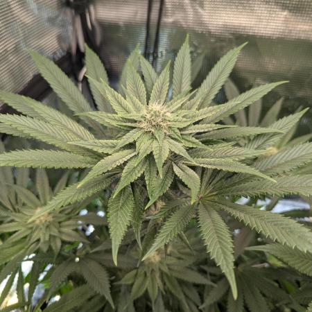 Black Cherry Gushers - Barney's Farm