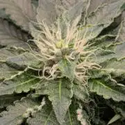 Privileged Baddie - Anesia Seeds