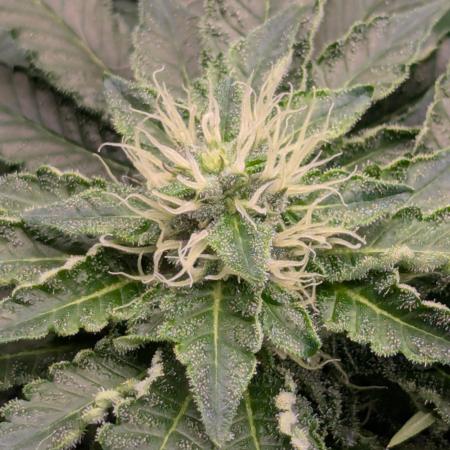 Privileged Baddie - Anesia Seeds