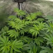 Big Z - Wizard Trees