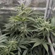 Blue Zushi - Dutch Passion