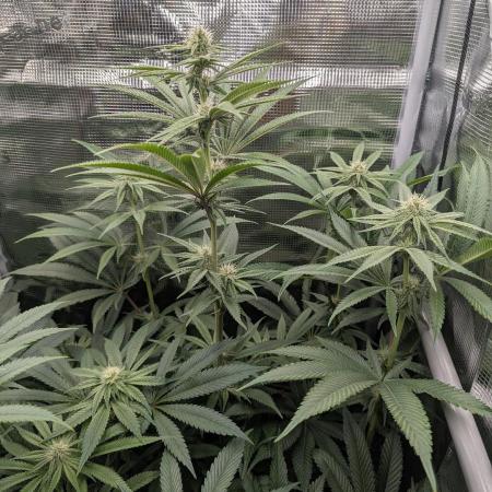 Blue Zushi - Dutch Passion