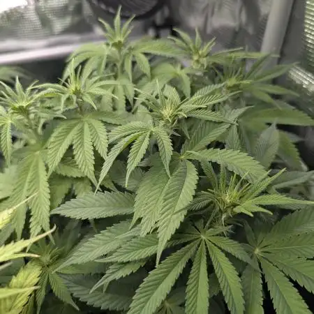 Glue 31 - Compound Genetics