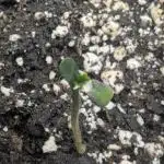 Papaya Zoap Auto - G2