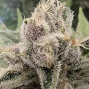 Blue Zushi - Dutch Passion