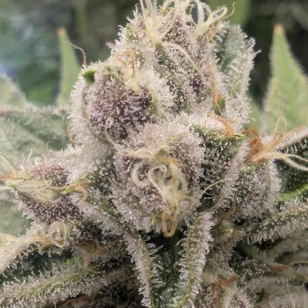 Blue Zushi - Dutch Passion