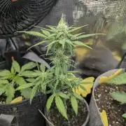 Strawberry Gorilla Auto - FastBuds