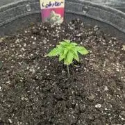 Black Lobster - Cipher Genetics