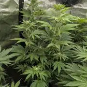 New Money - Compound Genetics