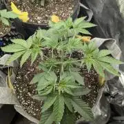 Big Z - Wizard Trees