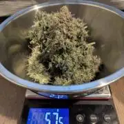TB SkittleZ Auto - Bulldog Seeds