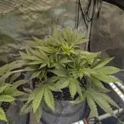 British Delight - Wizard Trees