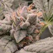 Wild Burst - Seed Junky