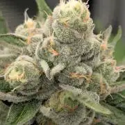 Lemonessence - Doja