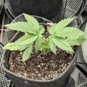 Girl Scout Cookies - Kannabia