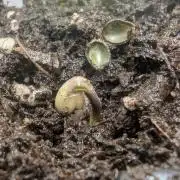 AlienZ Automatic - Greenhouse Seed Co.